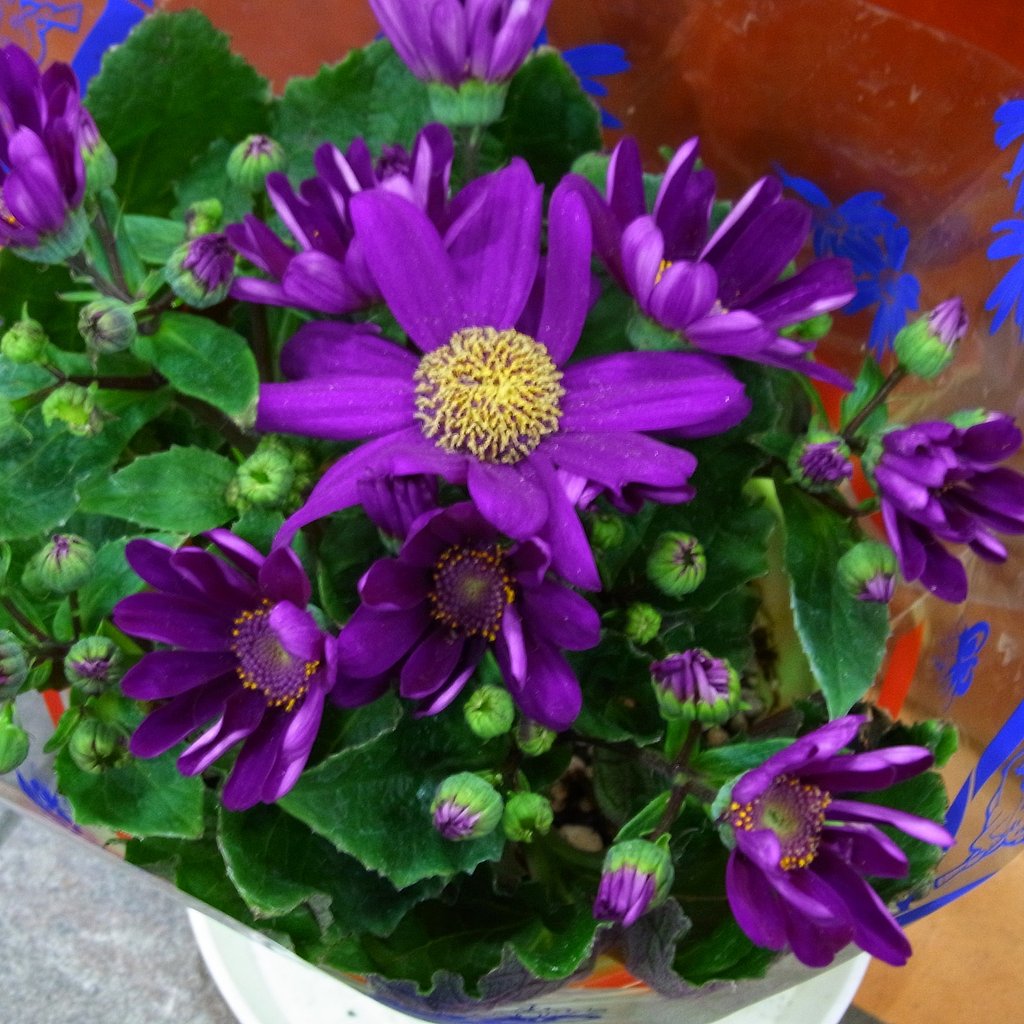 紫の花