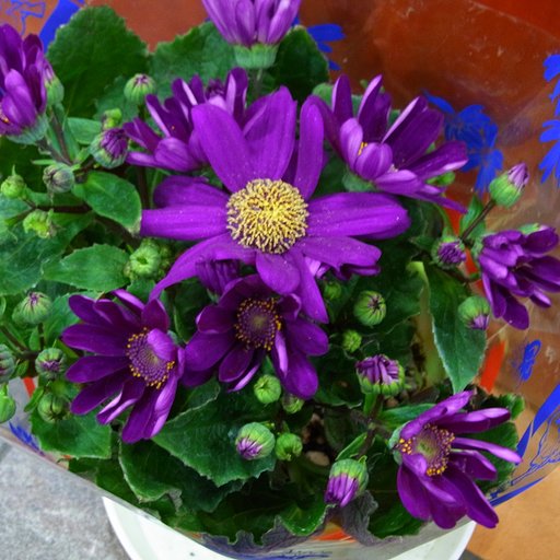 紫の花