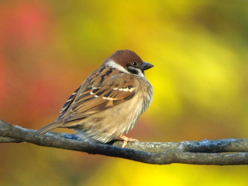 「翡翠なんかにまけないぞぉ〜、紅葉雀」