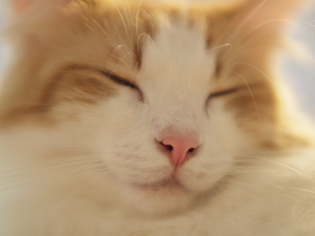 【猫】 むにゃー