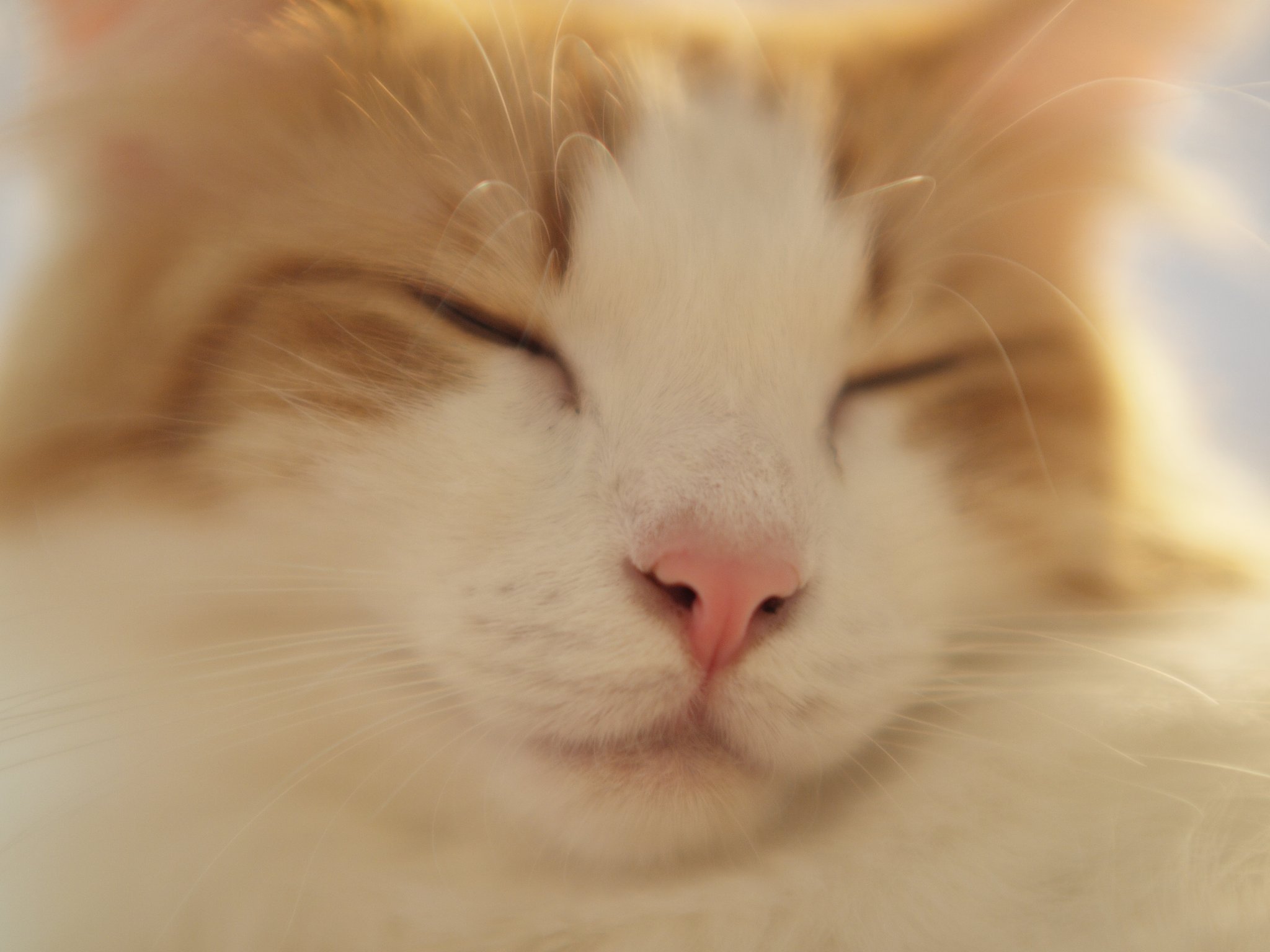 【猫】 むにゃー