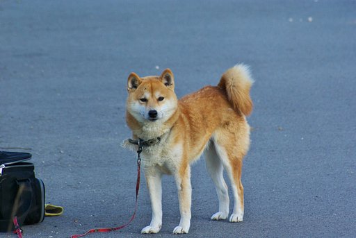 ななせ!、ハーイ
