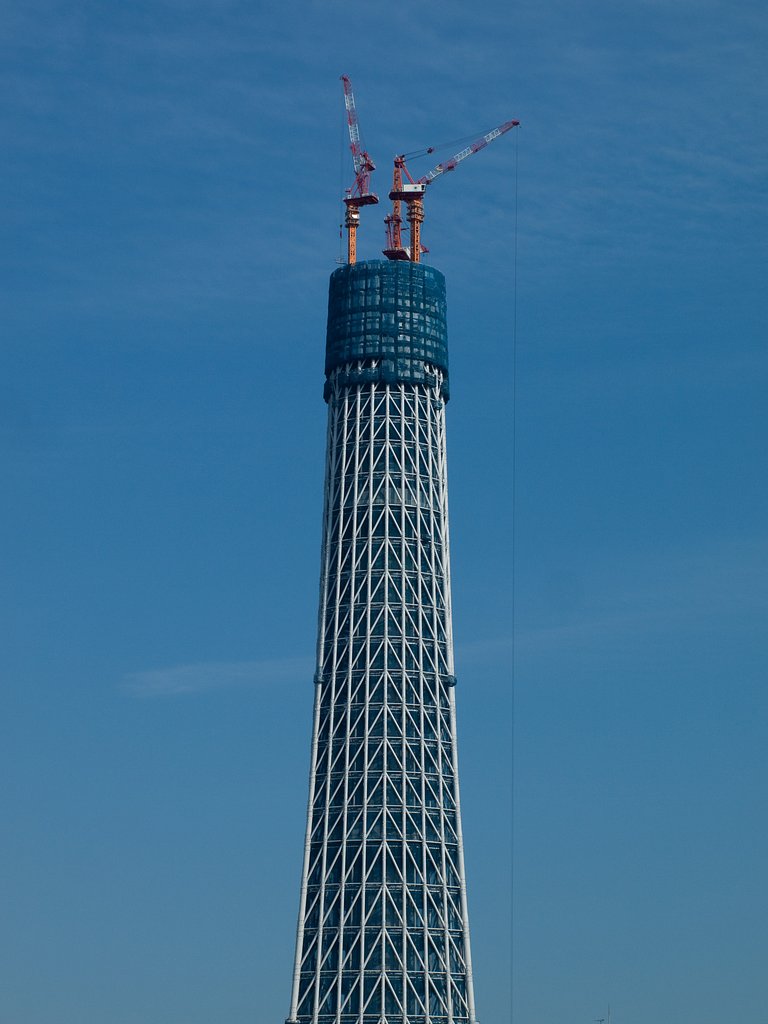【凛】 伸びゆく大樹