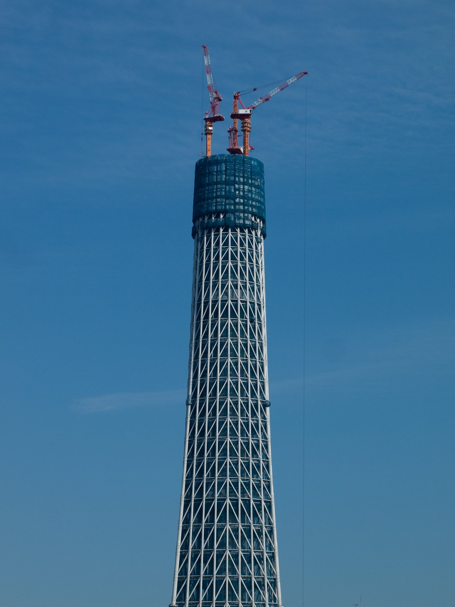【凛】 伸びゆく大樹