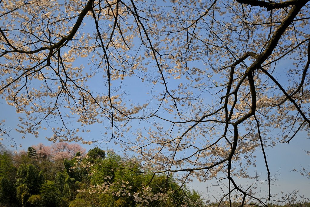 桜情報・・・〈岐阜県多治見市）