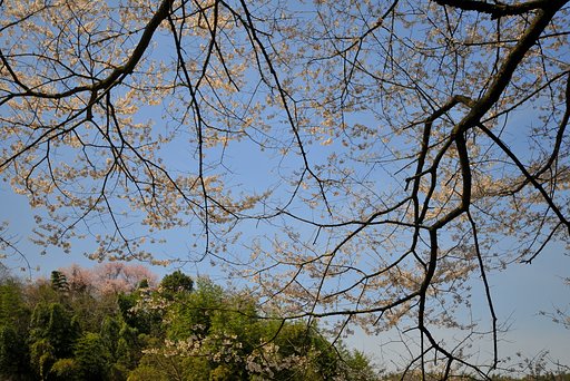 桜情報・・・〈岐阜県多治見市）