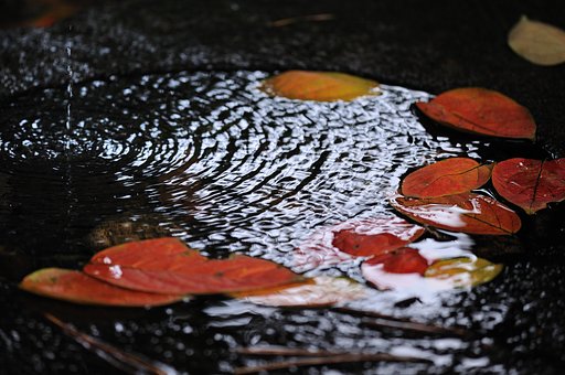 水と落ち葉