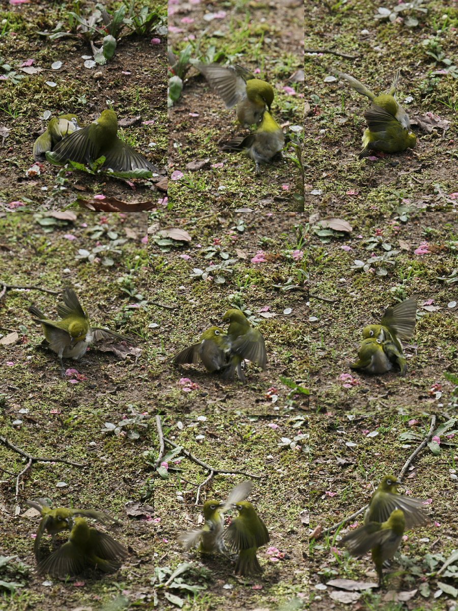 梅園のバトル