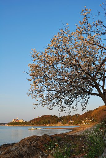 湖畔の一本
