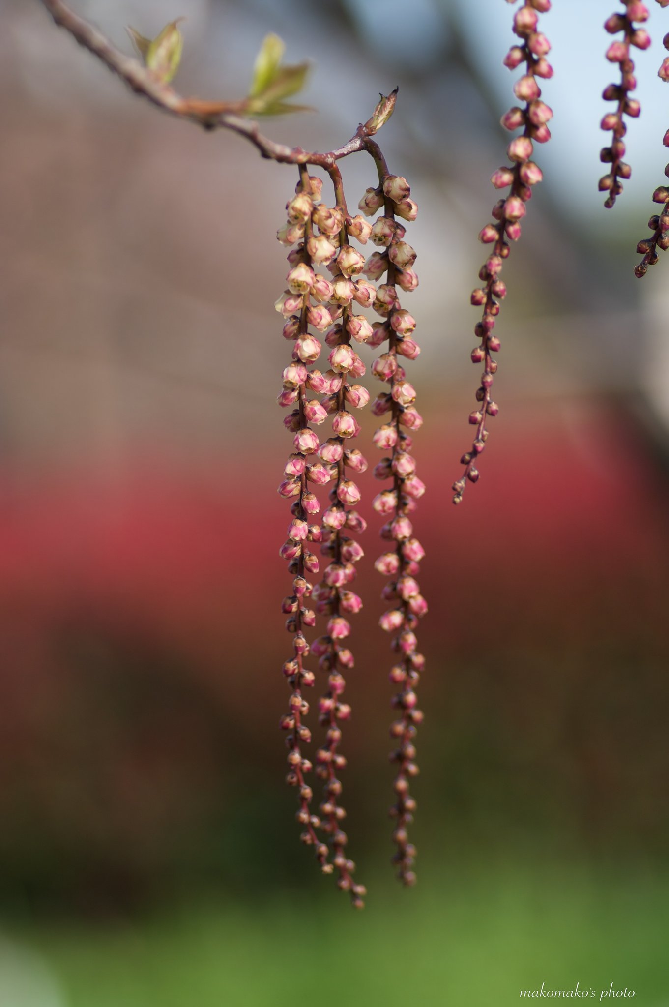 やっと花が咲き出しました。