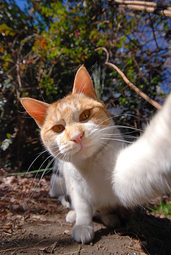 【猫】　猫パンチ炸裂！！