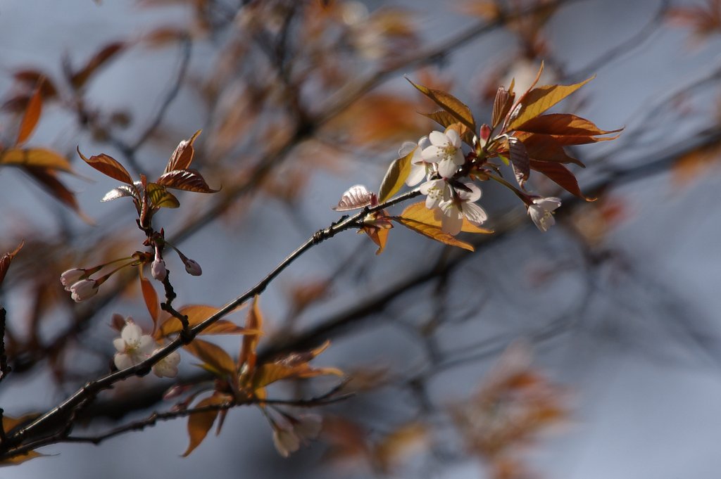 裏山のサクラ　開花
