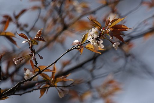 裏山のサクラ　開花