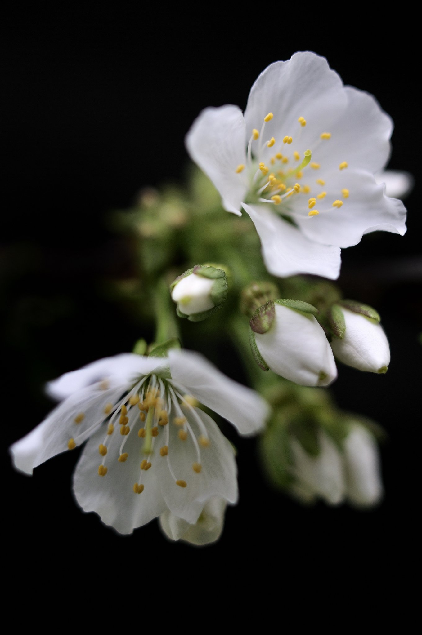 さくらんぼの花  ２