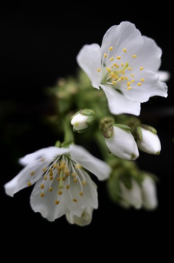 さくらんぼの花  ２