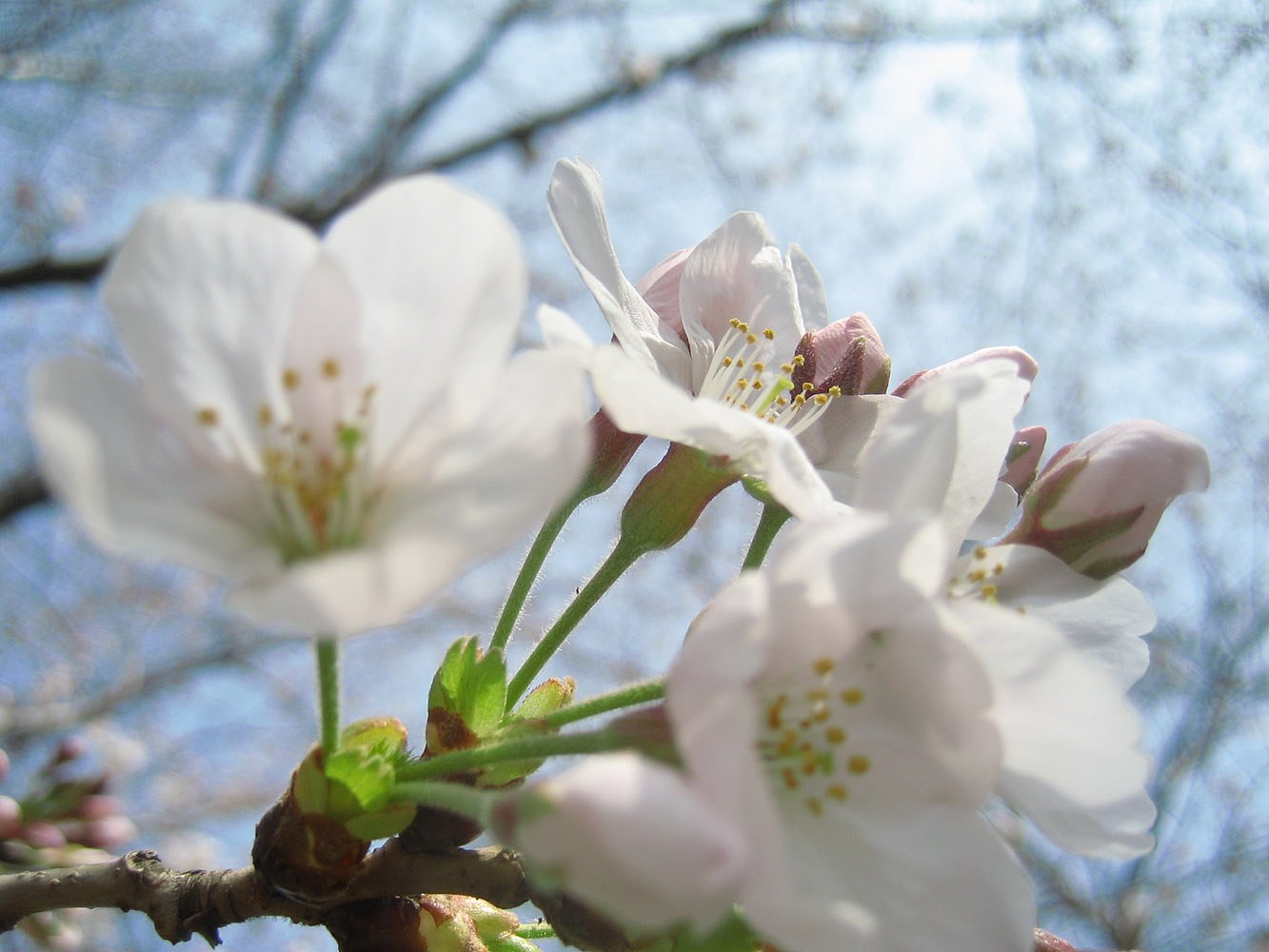桜がやって来た
