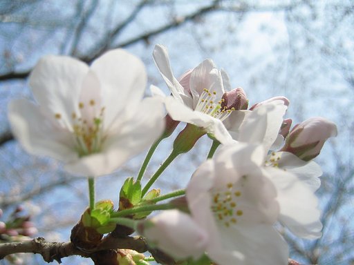 桜がやって来た
