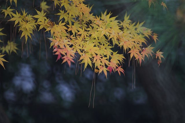 横浜三渓園
