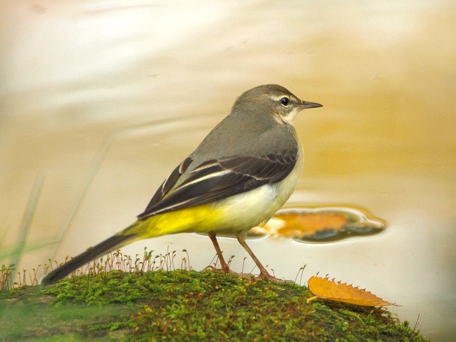 「秋の苔岩、黄鶺鴒」