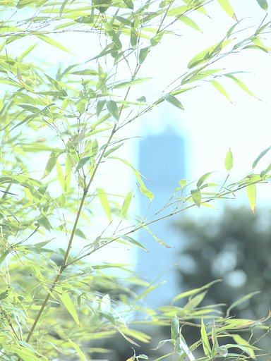 【凛】 大都会のあすなろ