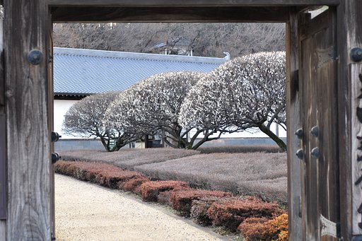 梅の剪定-2