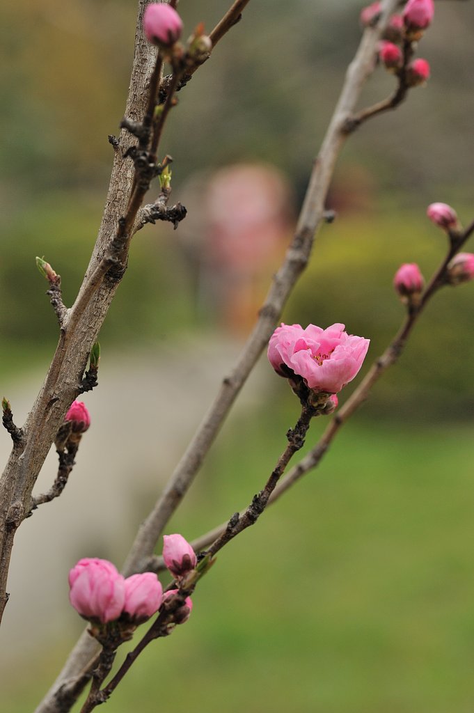 桃の花