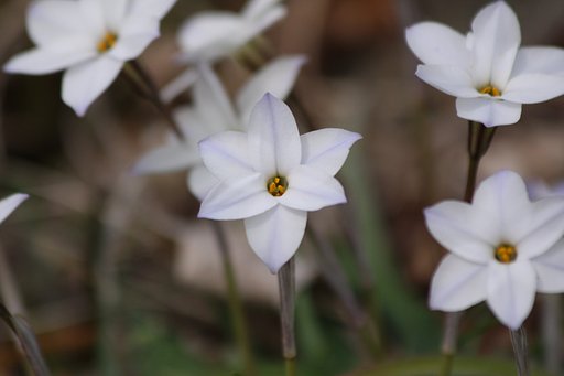 花韮