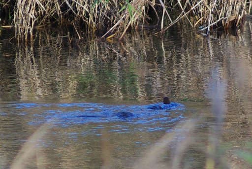 カワガラスの行水