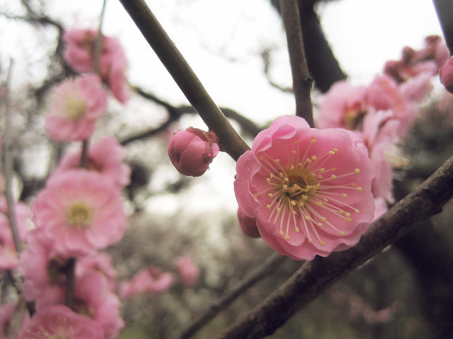 春雨に梅の花