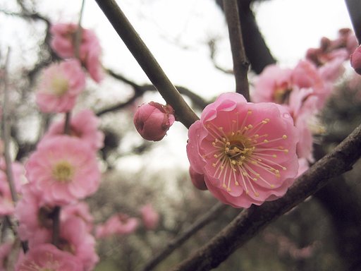 春雨に梅の花