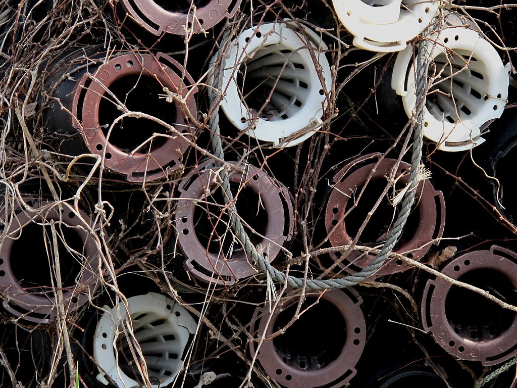 アナゴ