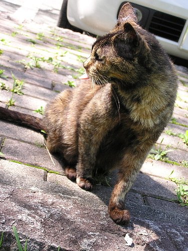 【猫】トーティ