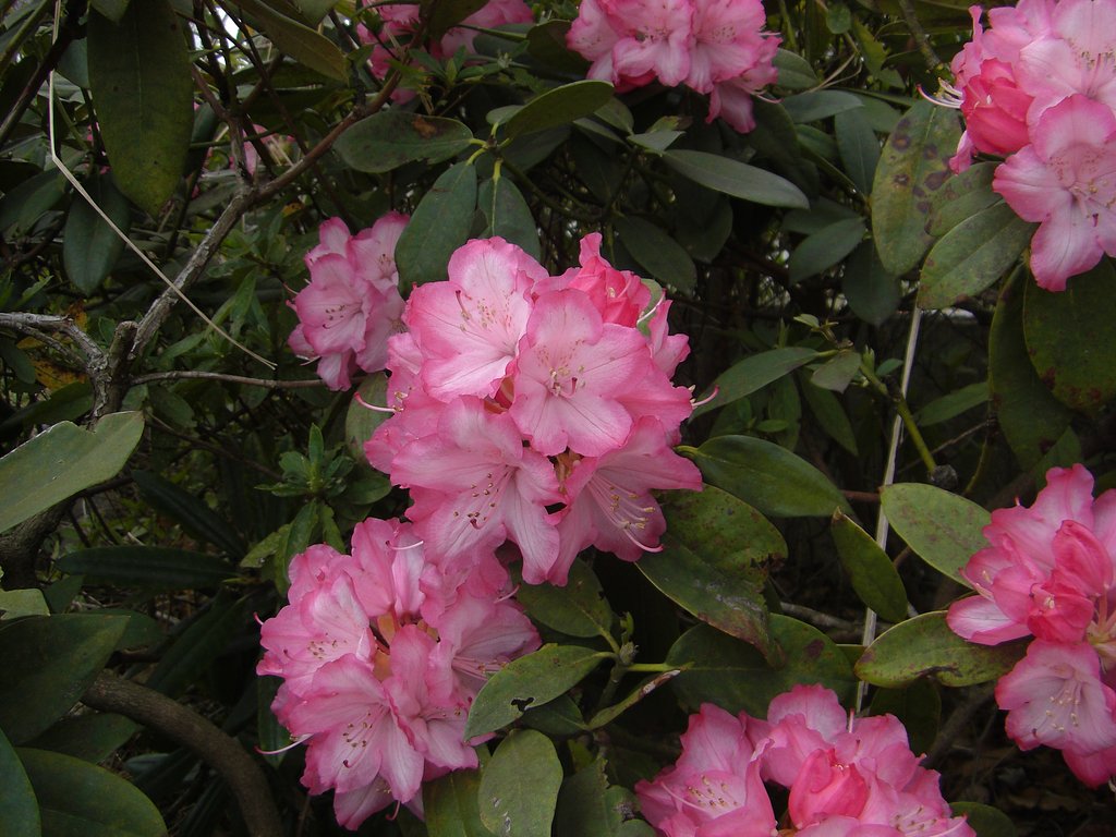 石楠花（しゃくなげ）