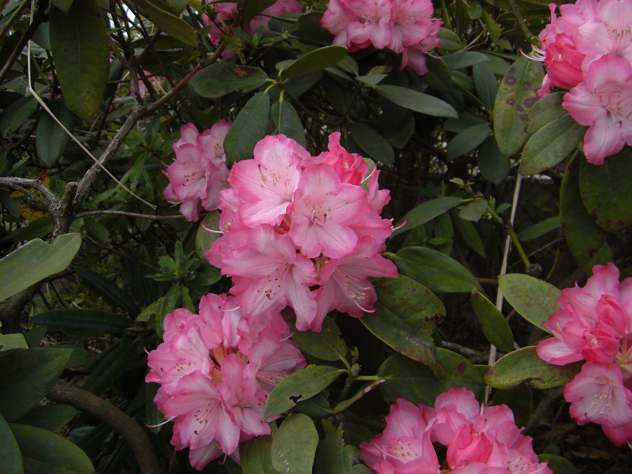 石楠花（しゃくなげ）