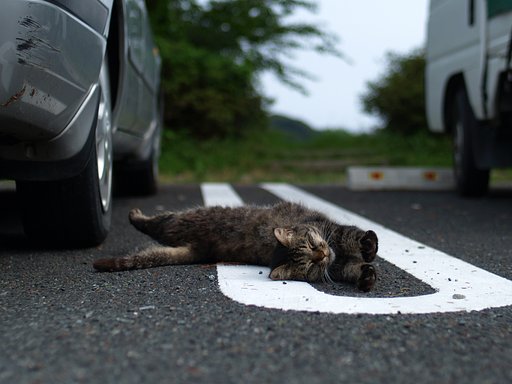 【猫】しまちゃん