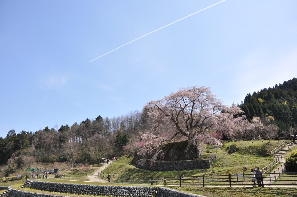 今年の又兵衛桜
