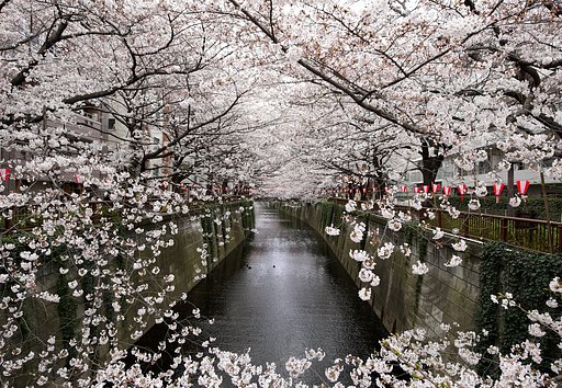 目黒川の桜