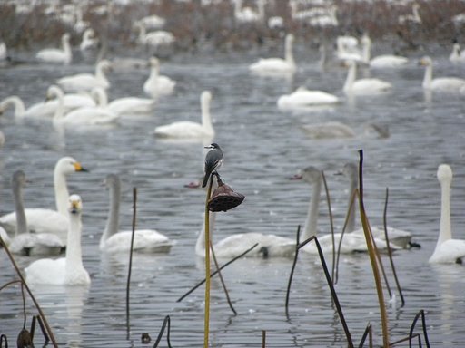 白鳥をバックに　ハクセキレイ