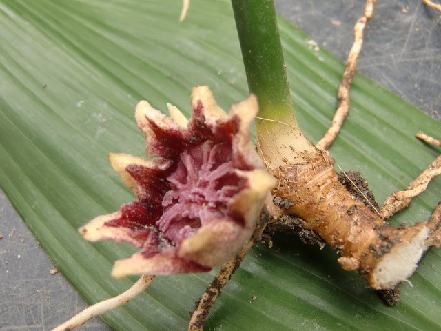珍しい花？