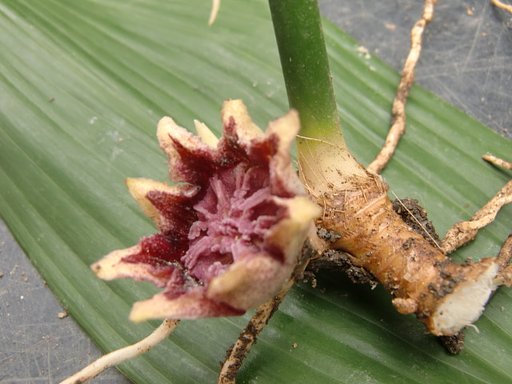 珍しい花？