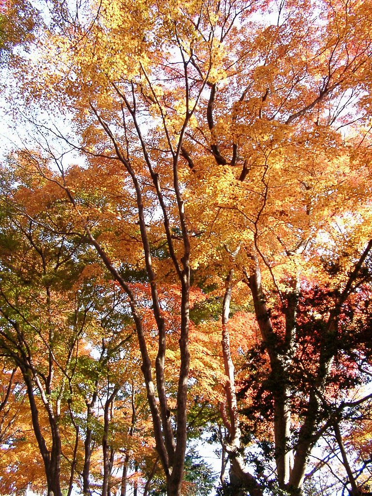 ▲高尾山の晩秋-13