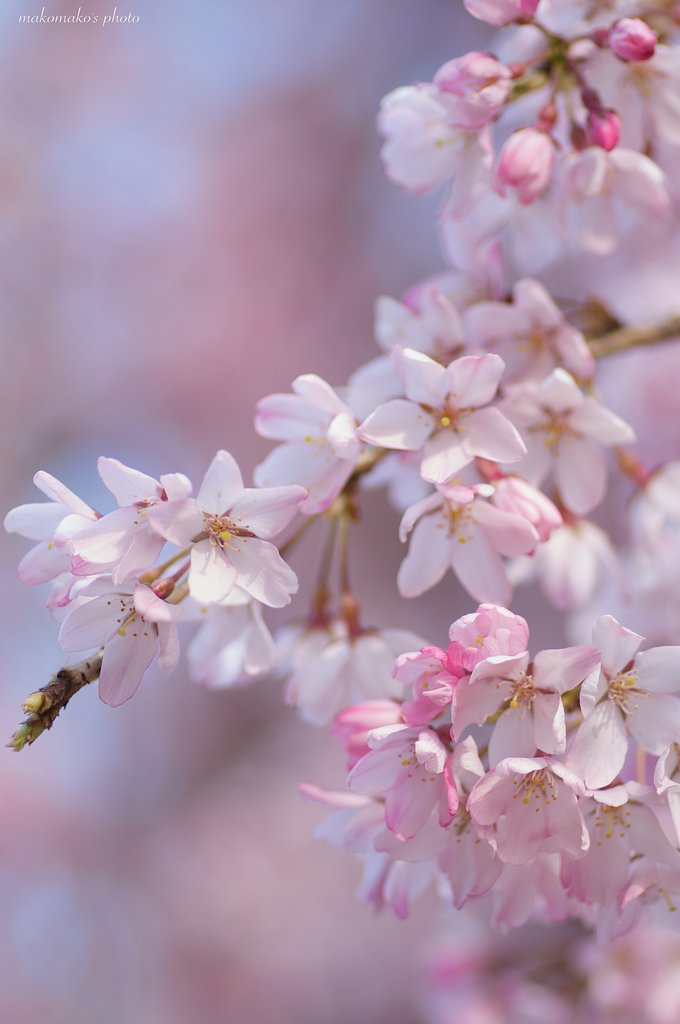 枝垂れ桜