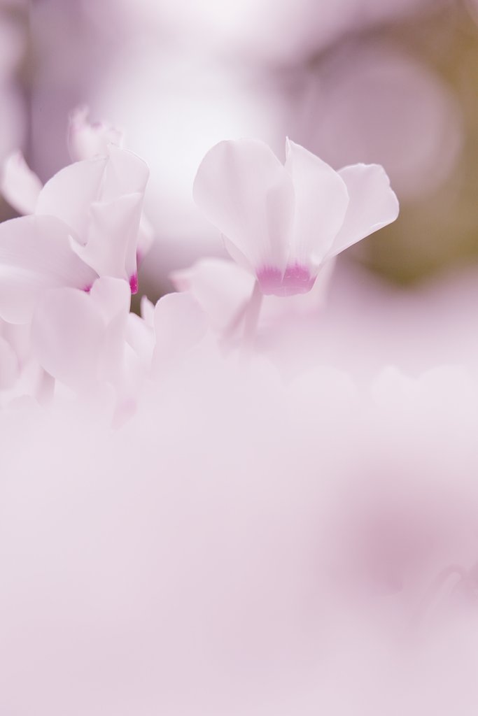 花嫁