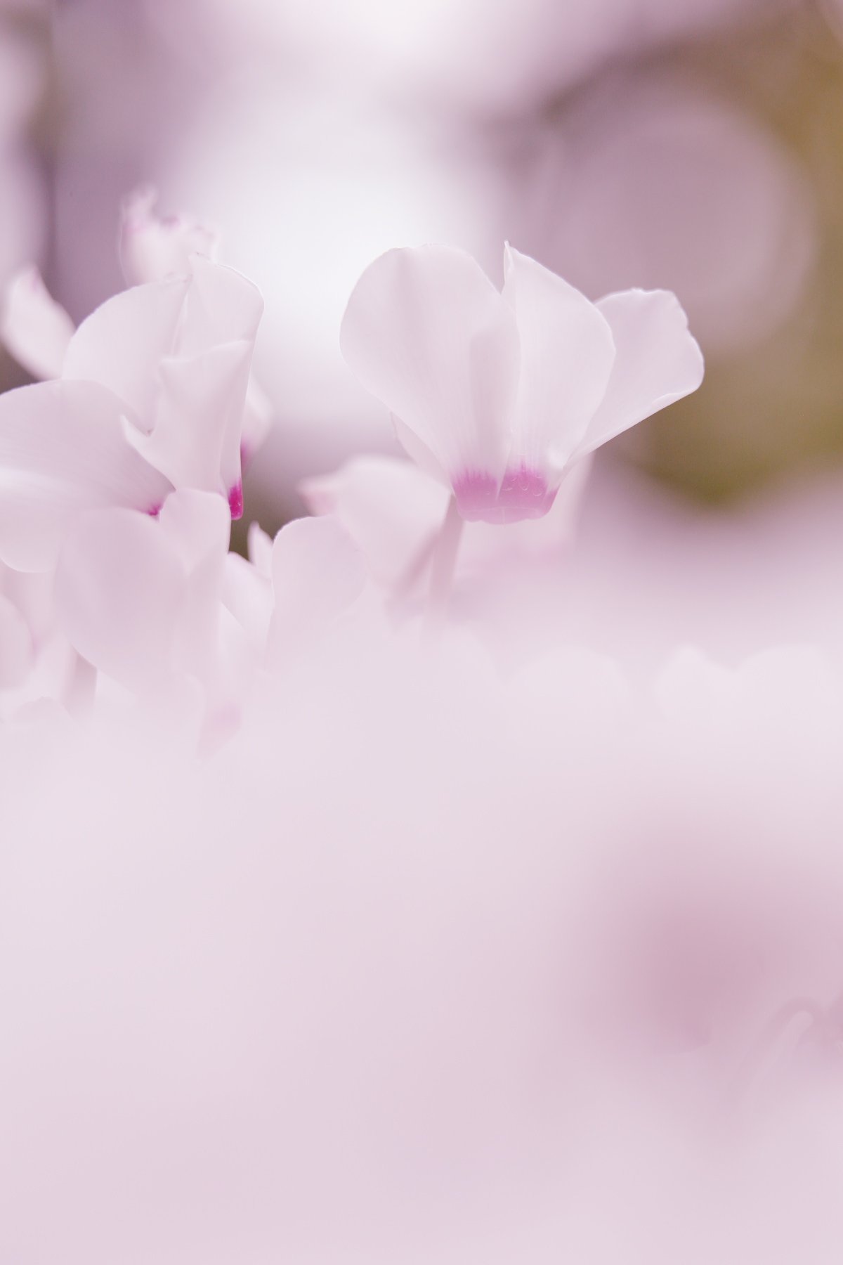 花嫁