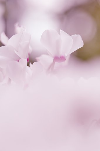 花嫁