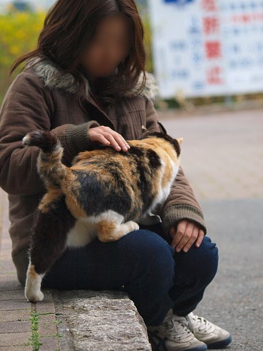 【猫】ミケと娘