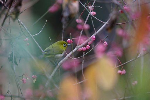 マユミの種子を食べに来たメジロ