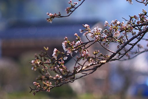 【桜】ソメイヨシノ開花!