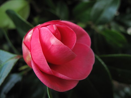 まだつぼみ