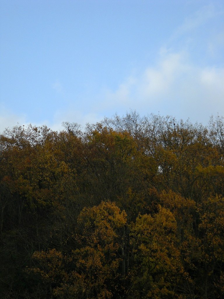 晩秋